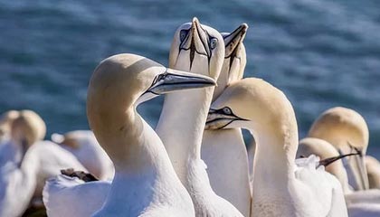 Kaiyun官方登录入口-“足球智者”：某某教练解读战术变革心得，足球技战术训练全书