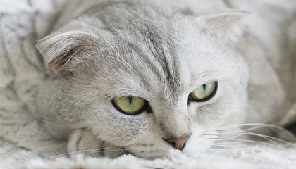 开云官网APP下载-【录像解析】经典犯规事件与规则重新解读，犯规术语